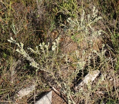 Gnidia nodiflora