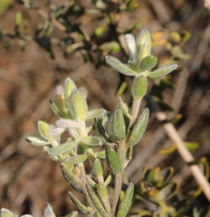 Gnidia nodiflora