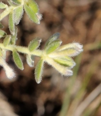 Gnidia nodiflora