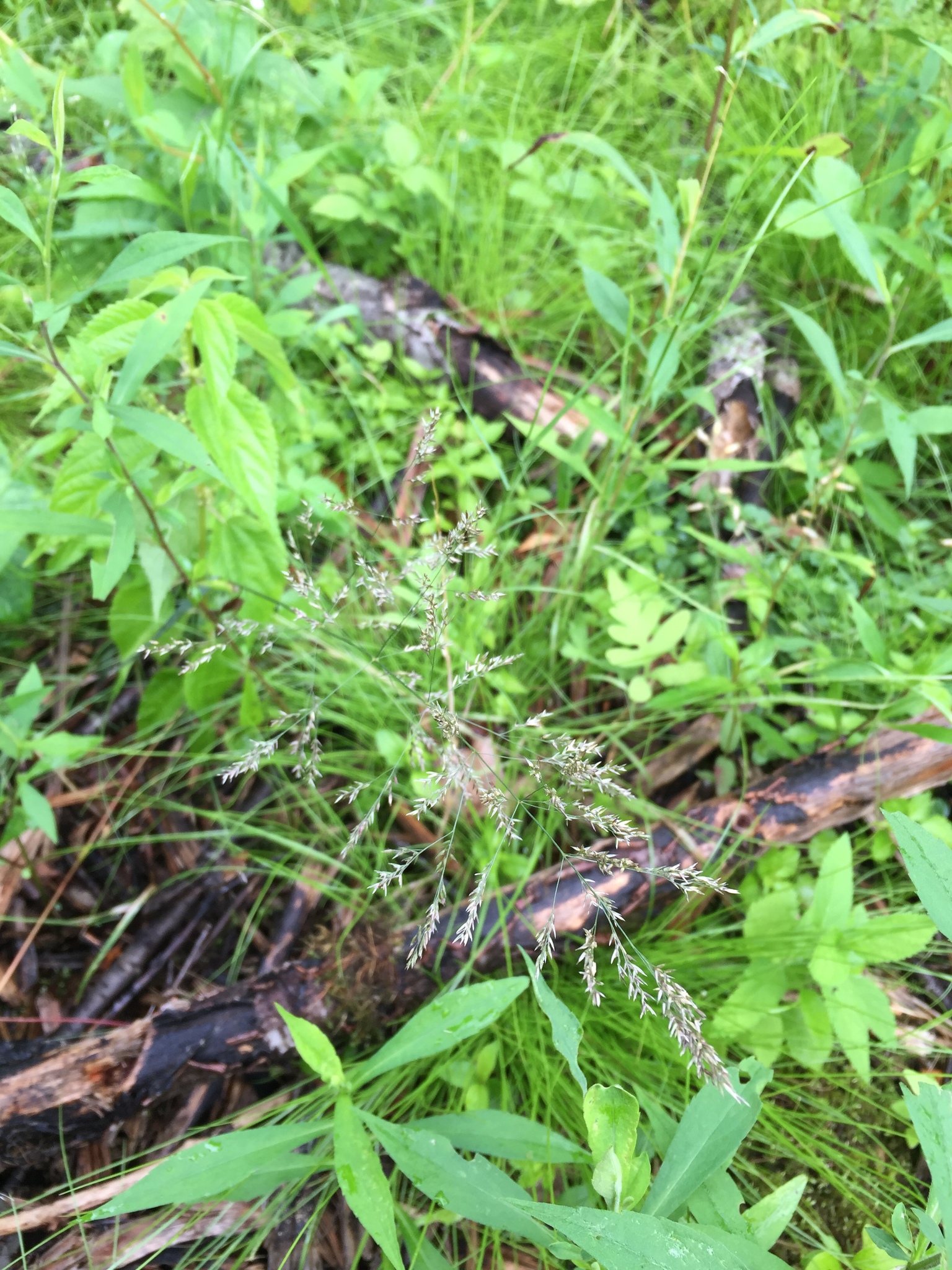 Poa paludigena