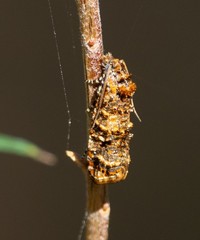 Scolioplecta comptana