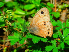 Paramacera xicaque xicaque