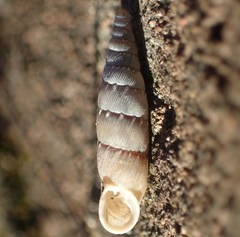 Papillifera papillaris