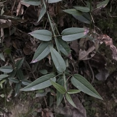 Rubia cordifolia