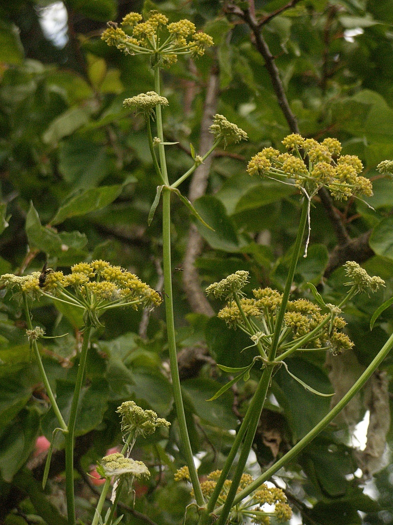 Levisticum