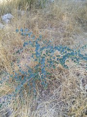 Capparis zoharyi
