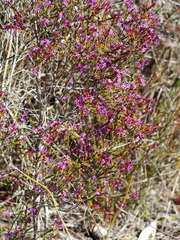 Calytrix leschenaultii