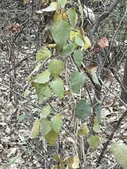 Akebia trifoliata