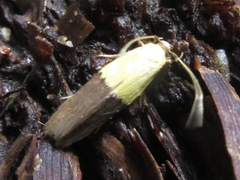 Opogona nipponica