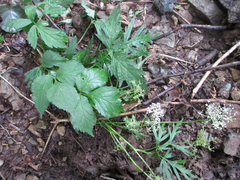 Spuriopimpinella brachycarpa