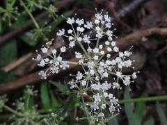 Spuriopimpinella brachycarpa