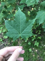 Acer pictum