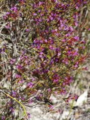Calytrix leschenaultii