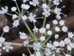 Spuriopimpinella brachycarpa