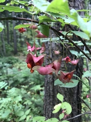 Euonymus sachalinensis