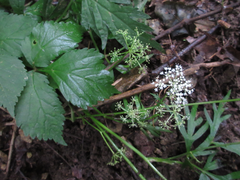 Spuriopimpinella brachycarpa