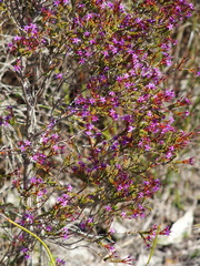 Calytrix leschenaultii