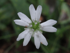 Silene seoulensis