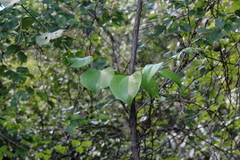 Smilax china