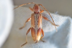 Trichoferus pallidus