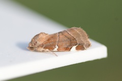 Cosmia diffinis