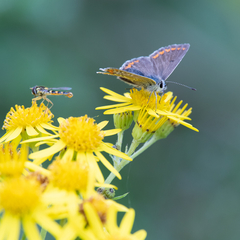 Aricia agestis