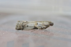 Acrobasis fallouella