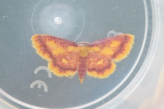 Idaea muricata