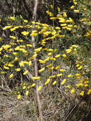Acacia drummondii