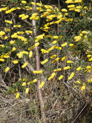 Acacia drummondii