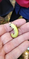 Cimbex femoratus