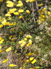 Acacia drummondii