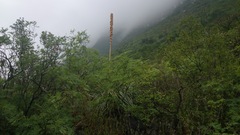 Dasylirion berlandieri