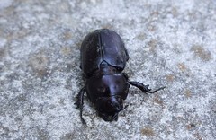 Lucanus