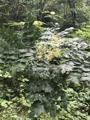 Aralia elata