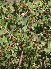Hakea ferruginea