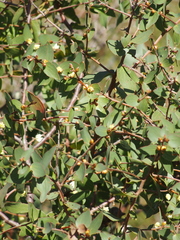Hakea ferruginea