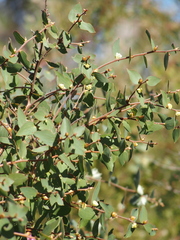 Hakea ferruginea