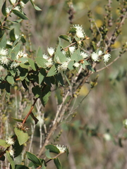 Hakea ferruginea