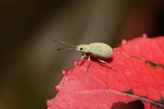 Myllocerina