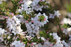 Philotheca buxifolia