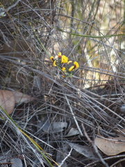 Sphaerolobium alatum