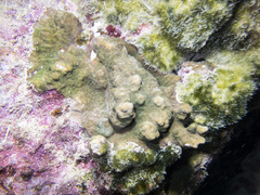 Psammocora nierstraszi