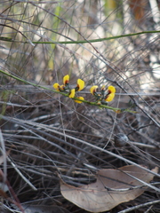 Sphaerolobium alatum