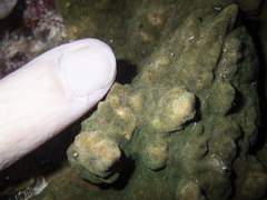 Psammocora nierstraszi