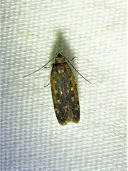 Filatima serotinella
