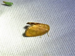 Heterogenea shurtleffi