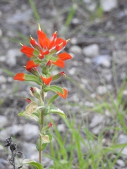 Castilleja arvensis