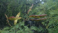 Bauhinia lunarioides