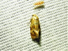 Cochylis bucera